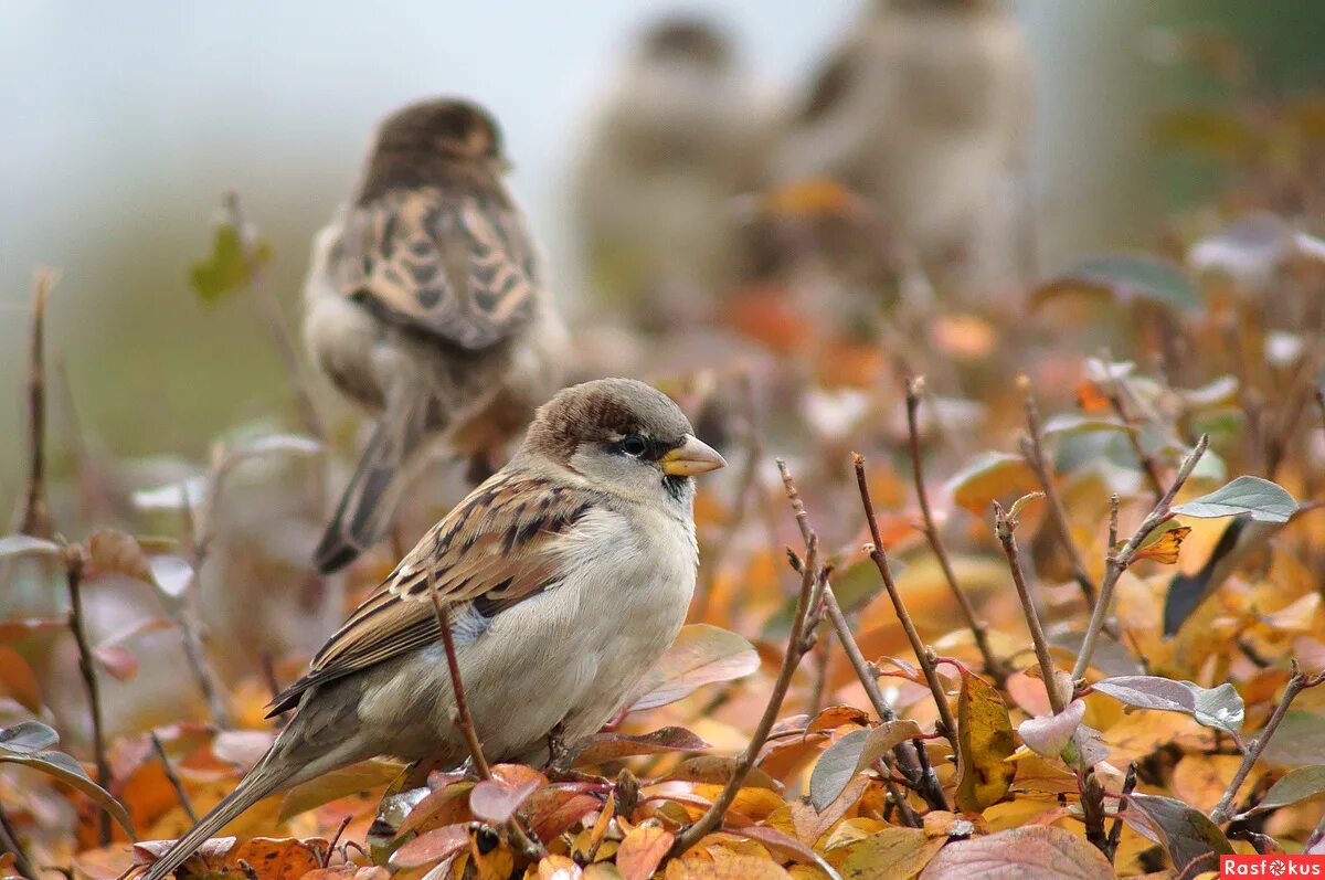поздняя осень рябина. воробей птица. поздняя птица. птицы осенью. поздняя птица.