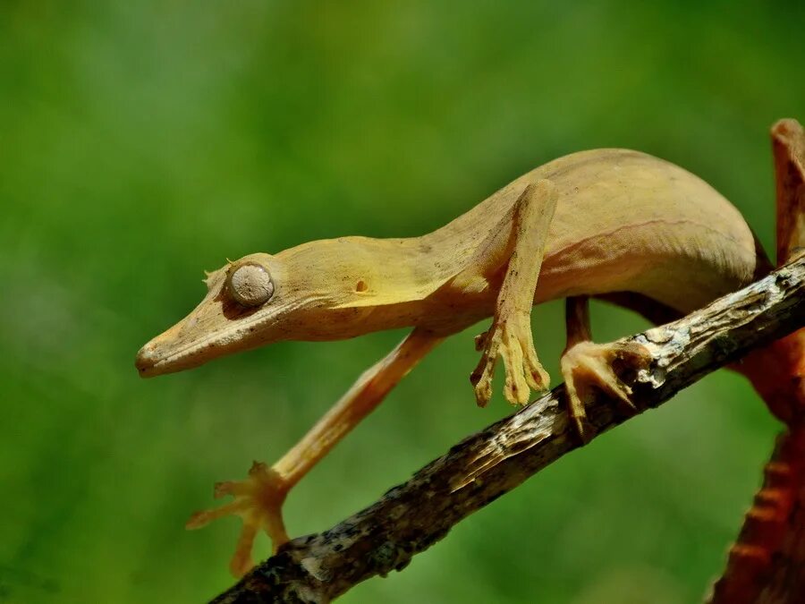 Мадагаскарский геккон. Мадагаскарский плоскохвостый геккон. Uroplatus sikorae. Мадагаскарский дневной геккон. Геккон уроплятус.