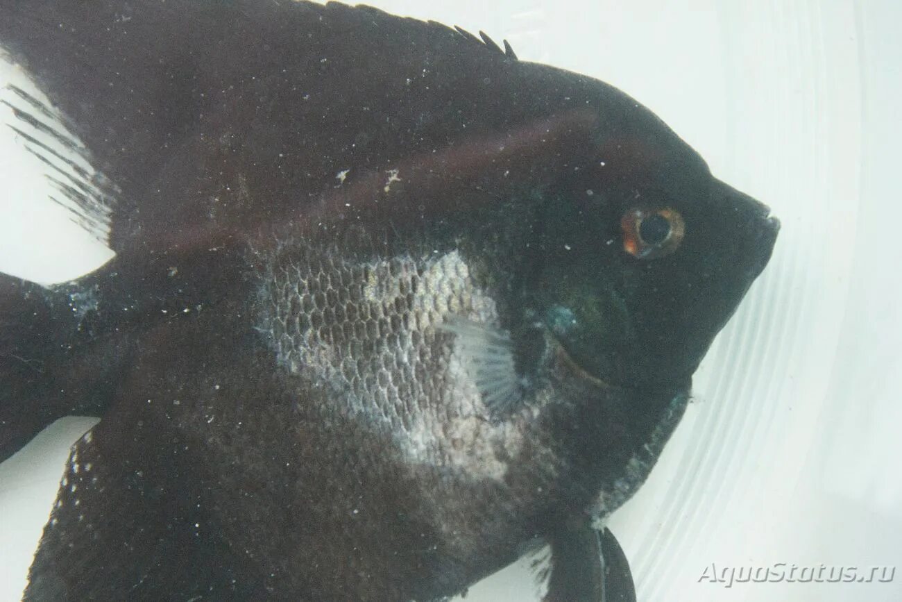 Почему умирают сомики в аквариуме. Гексамитоз анциструс. Сомик анциструс белый. Сомик далматин. Донные рыбы для аквариума.