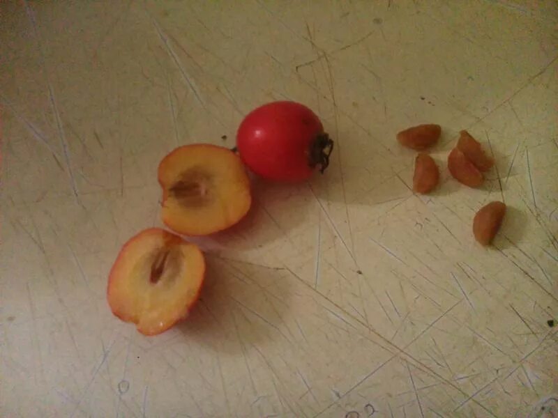 Плод рябины 5. Плод боярышника в разрезе. Боярышник ягода внутри. Семена яблони Ранетки. Ягода с косточкой внутри.