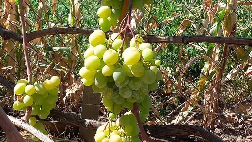 Виноград Кеша. Виноград талисман. Сорт винограда талисман. Виноград Кеша фото.