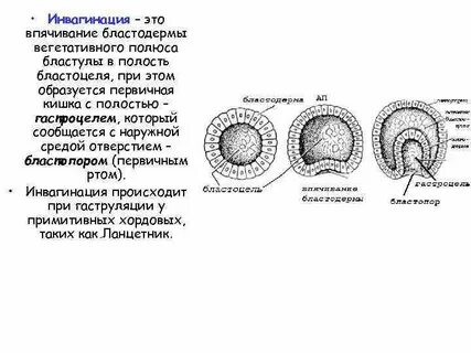 Гаструляция зиготы