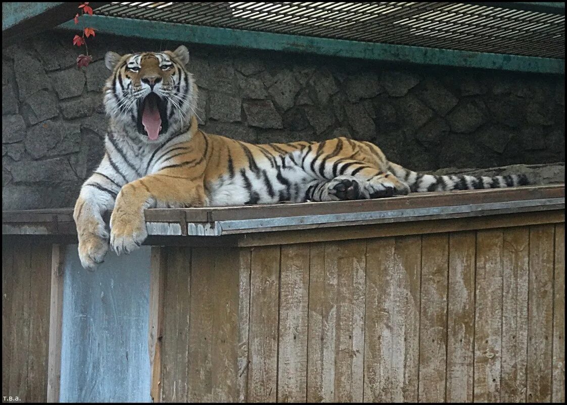 тигр петербург. тигр петербург. тигр петербург. уссурийский тигр ленинградского зоосада\. ленинградский зоологический парк.