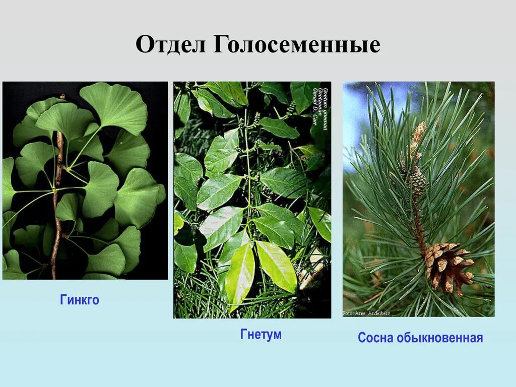 Приведи 3 примера голосеменных растений. Хвойные Гинкговые Гнетовые Саговниковые. Отдел Голосеменные сосна гинкго. Гинкго голосеменное растение. Сосна отдел Голосеменные.