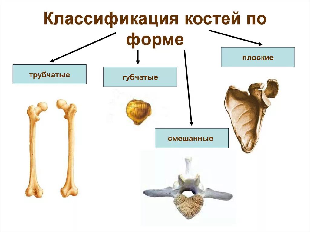 Ребра трубчатые. Неподвижные полуподвижные и подвижные соединения костей. Классификация костей по строению и функции. Кости трубчатые губчатые плоские смешанные. Классификация костей скелета. Отделы трубчатых костей..