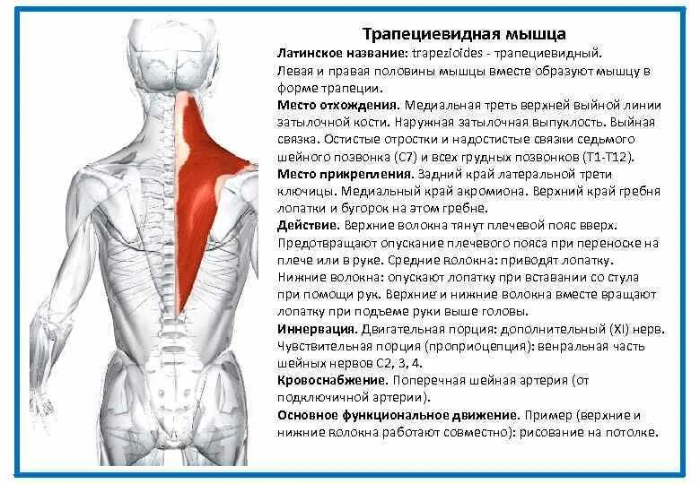 Почему жжет мышцы. Иннервация трапециевидной мышцы спины. трапециевидная мышца место прикрепления спереди. трапециевидная мышца спины функции.