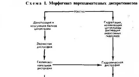Патогенез дистрофии