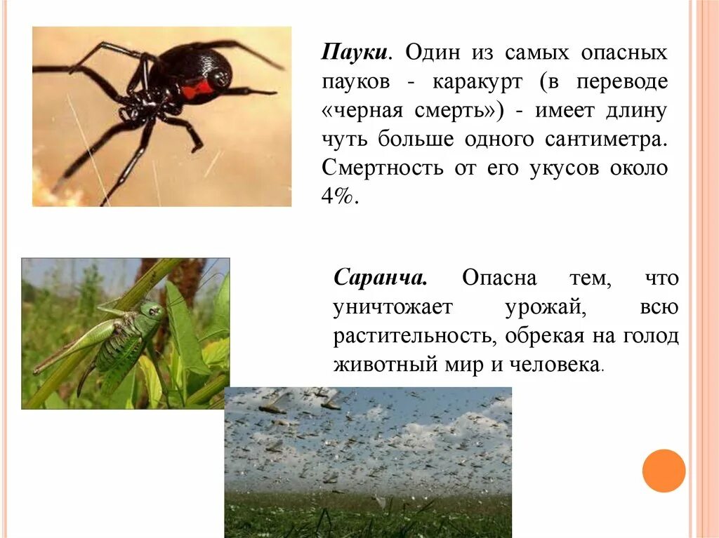 тарантул птицеед. сколько людей умирают от пауков. каракурт тарантул. чёрная вдова паук краткое. птицеед голиаф.
