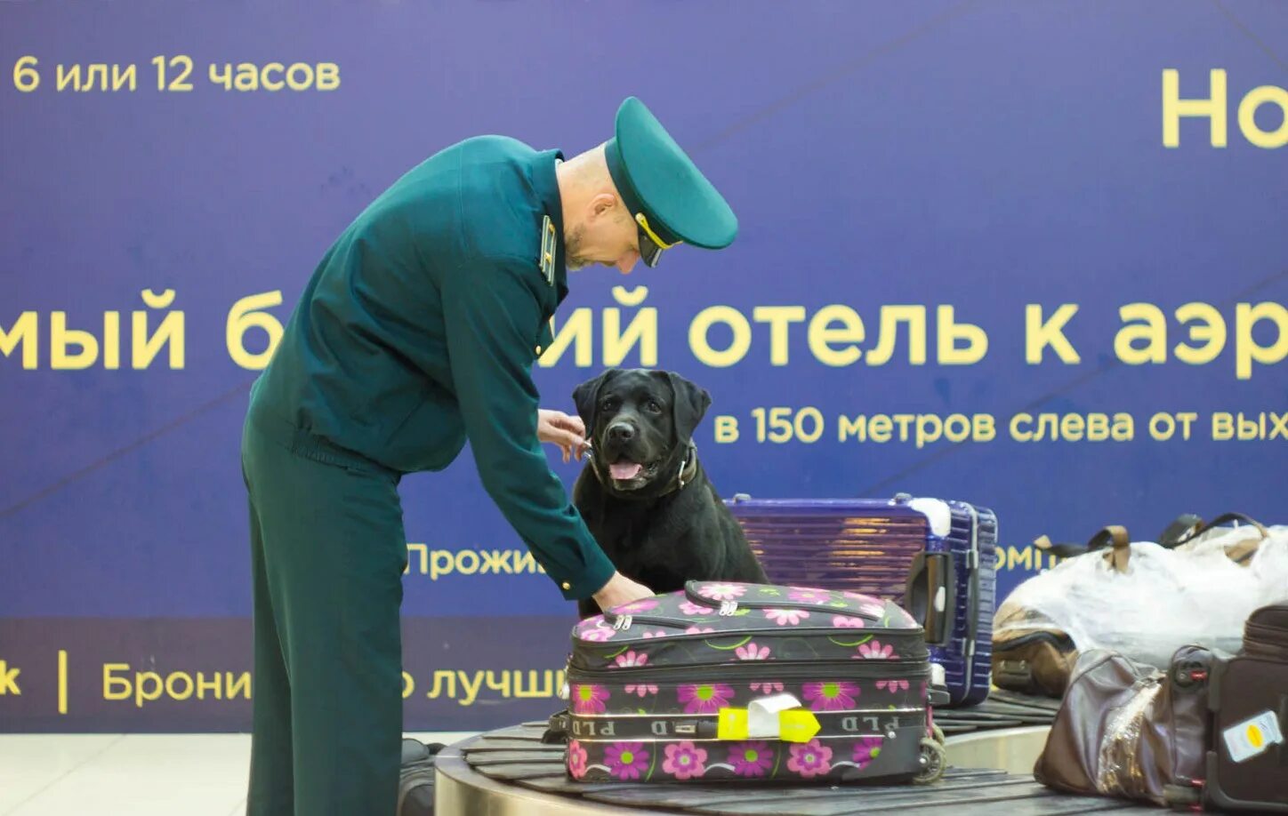 23.03 2024 выставка собак. Собака таможенник. Собаки на таможне. Служебная собака таможня. Досмотр на таможне с собакой.