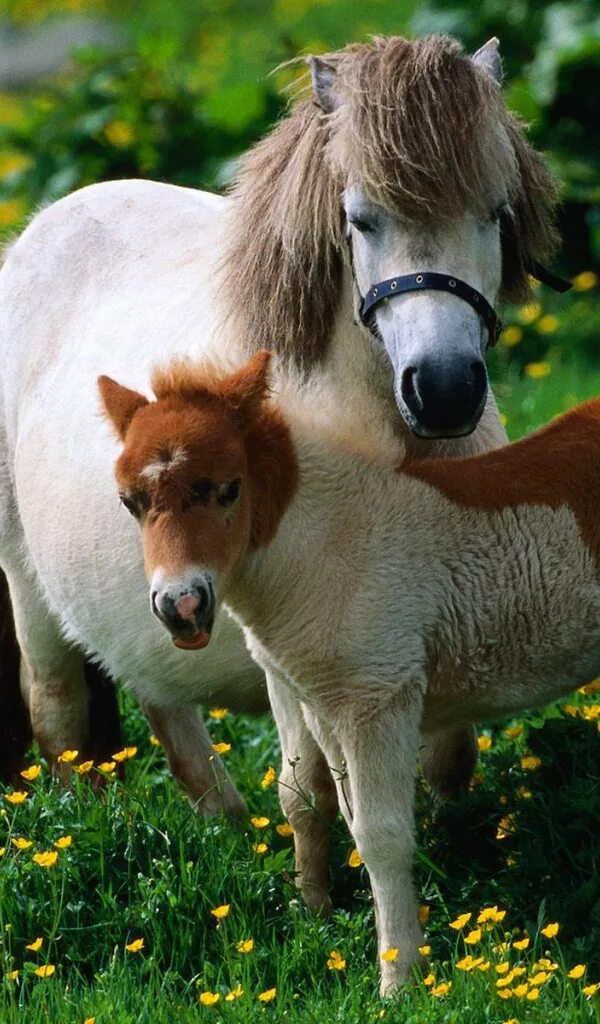 Какую маленькую лошадку. Мини лошадки. Жеребенок и щенок. Милые жеребята. Какую маленькую лошадку.