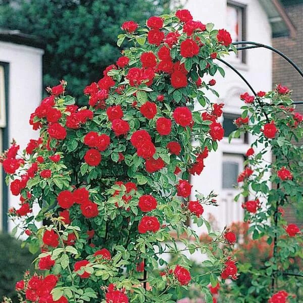 Rosen in Rot / Roses in Red - Sympathie Beautiful flowers, Most beautiful flower