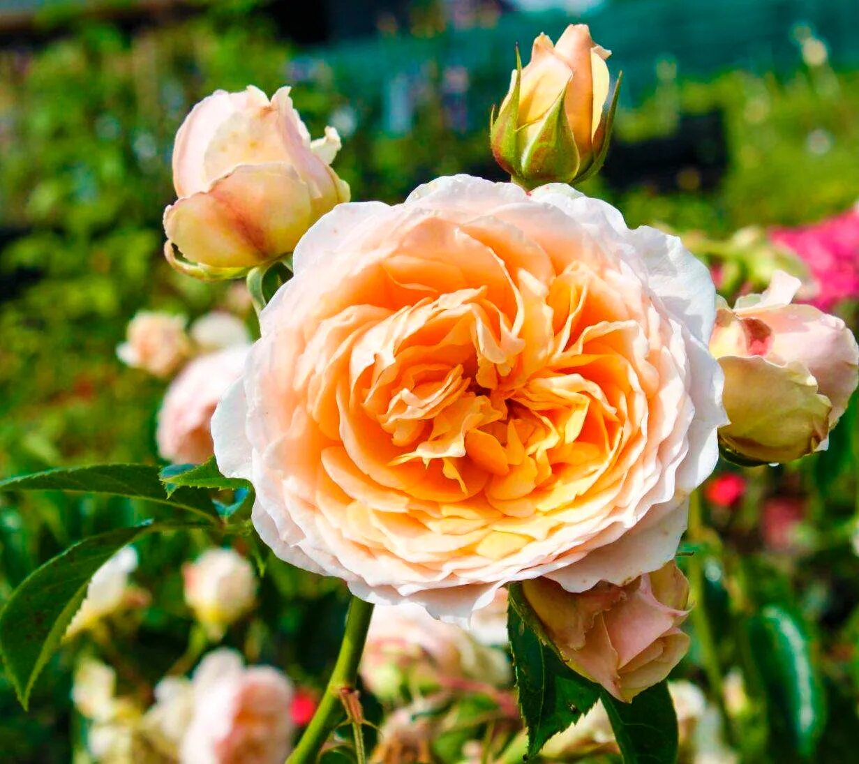 Ginger rosa 2012. Ginger rose. Ginger rose. Ginger rosa 2012. Christina hendricks ginger & rosa.