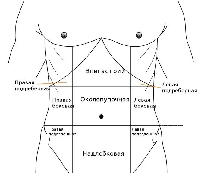 Болит верхняя часть желудка. Анатомия человека правое подреберье. Эпигастральная область. Эпигастральная область живота. Надчревная область.