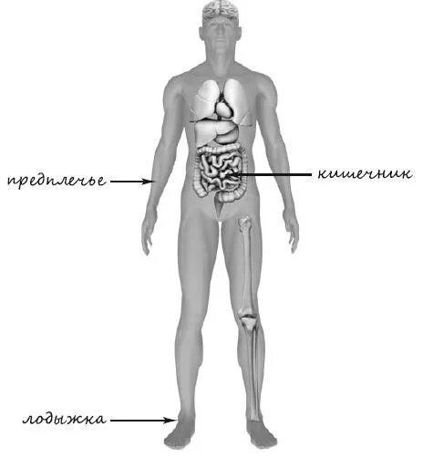 Впр 4 класс органы человека. Впр 4 класс органы человека. Строение тела человека впр 4 класс. Тело человека 4 класс окружающий. Организм человека 4 класс окружающий мир впр.