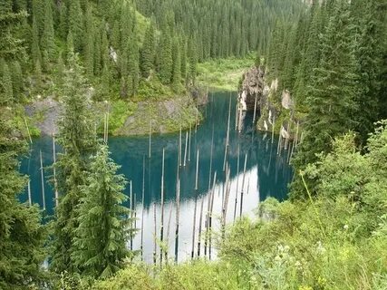 Леса казахстана