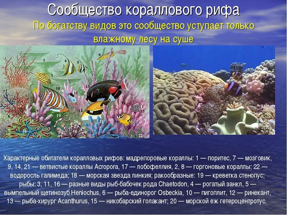 Сообщение жизнь в океане 6 класс. Сообщество кораллового рифа. Обитатели коралловых рифов. Многообразие жизни в океане. Коралловые рифы сообщение.