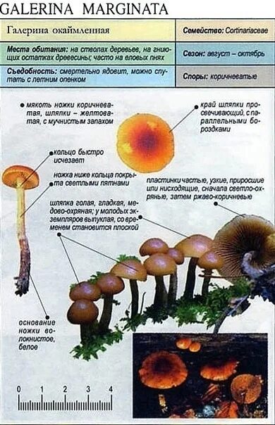В лес по грибы
