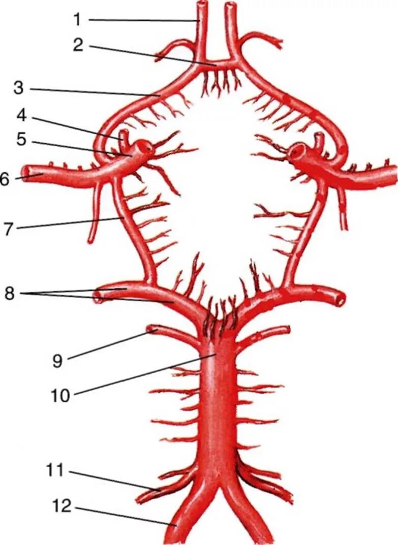 Круг кровообращения в мозгу. Артерии Виллизиева круга анатомия. Анатомия сосуды Виллизиев круг. Схема Виллизиева круга анатомия. Артериальный Виллизиев круг большого мозга.