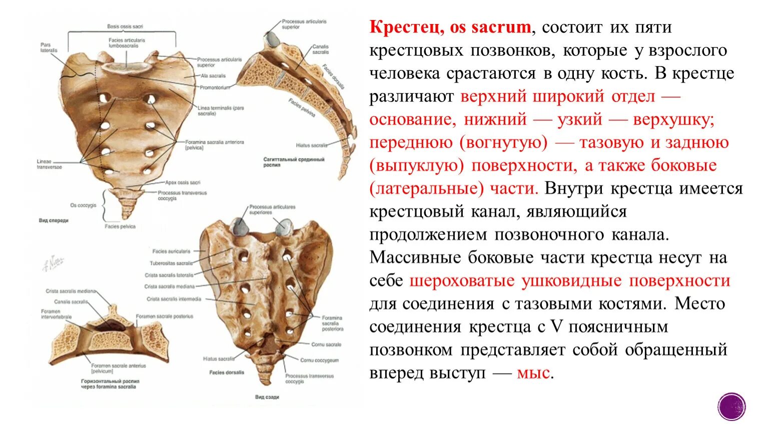 Образована тремя сросшимися костями. Особенности строения позвонков крестцового отдела. Крестцовый отдел позвоночника особенности строения позвонков. Крестцовый отдел позвоночника Тип соединения костей. Строение крестца анатомия на латыни.