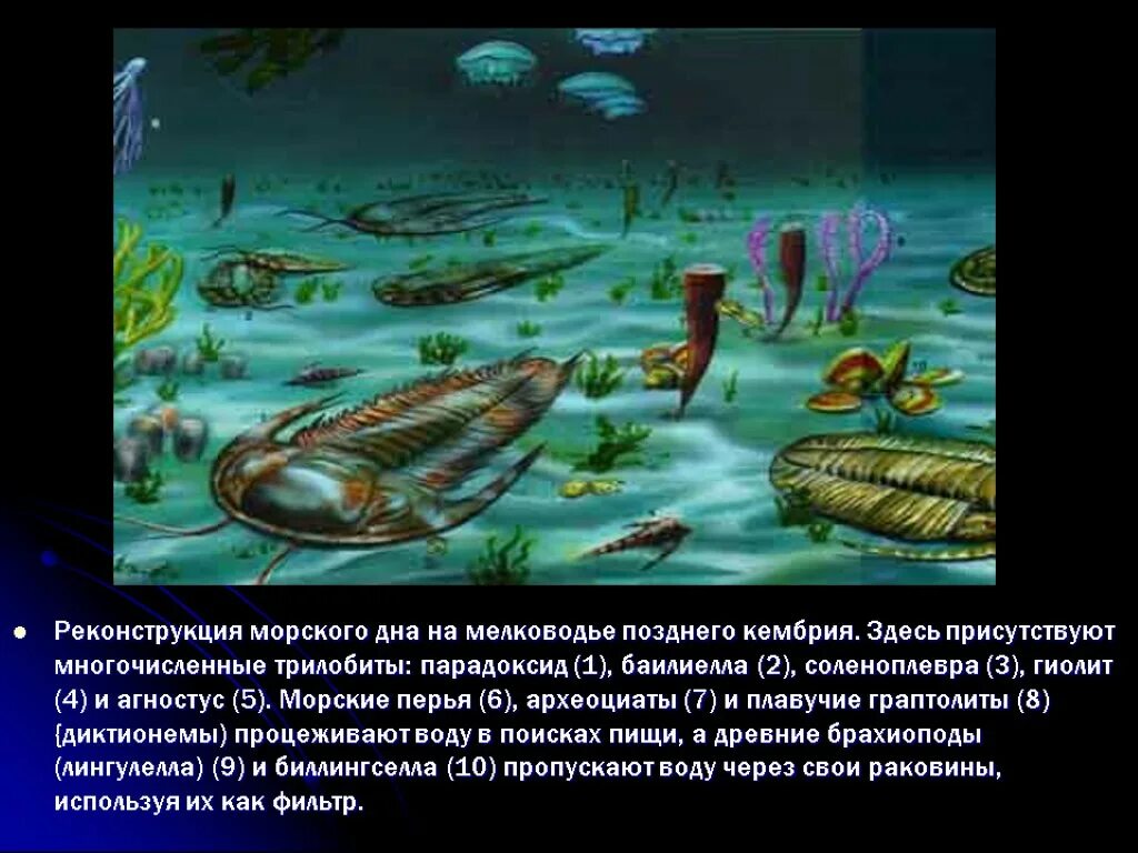 Кембрийский период с русской. Кембрий длительность. кембрийский слой земли. природные условия на земле в кембрийский период.