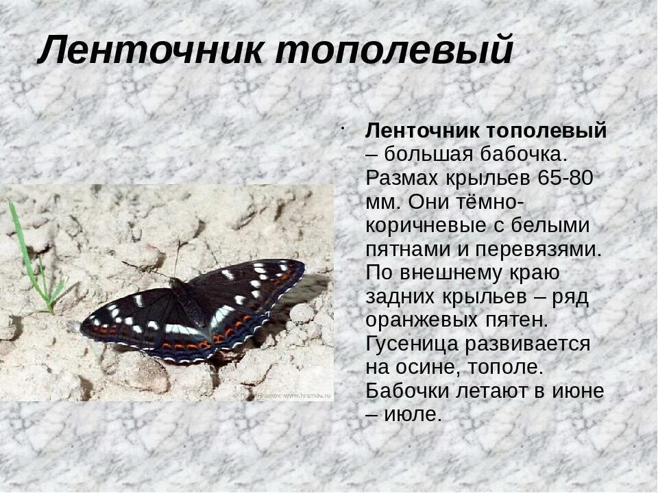 Какой тип развития характерен для бабочек. Ленточник Тополевый бабочка. Тип окраски ленточника бабочки. Ленточник Тополевый бабочка описание. Бабочка Ленточница Тополевая.