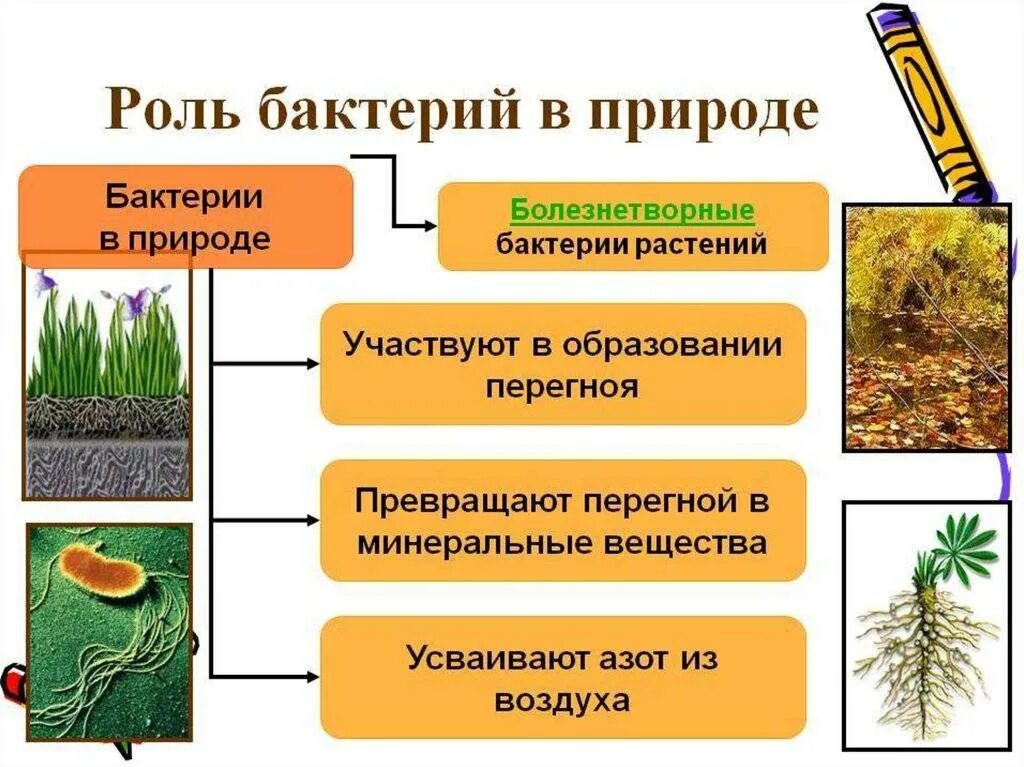 Функции растений в природных сообществах. Роль бактерий в жизни растений и человека. роль бактерий в природе и жизни человека рисунок. роль бактерий в природе для растений. роль бактерий в природе.