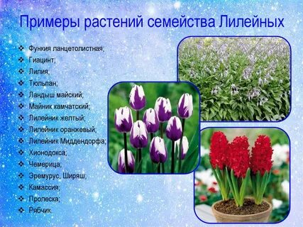 Какие цветы относятся к семейству лилейные