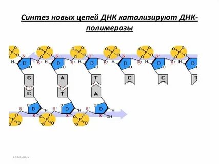 Синтезированы новые виды