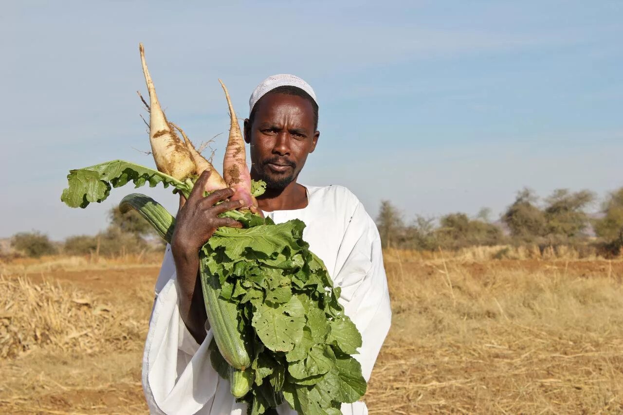 Южный судан нефть. Южный судан земледелие. Судан халва. Южный судан промышленность. Южный судан сельское хозяйство.