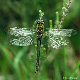 Somatochlora Arctica (Zetterstedt, 1840)
