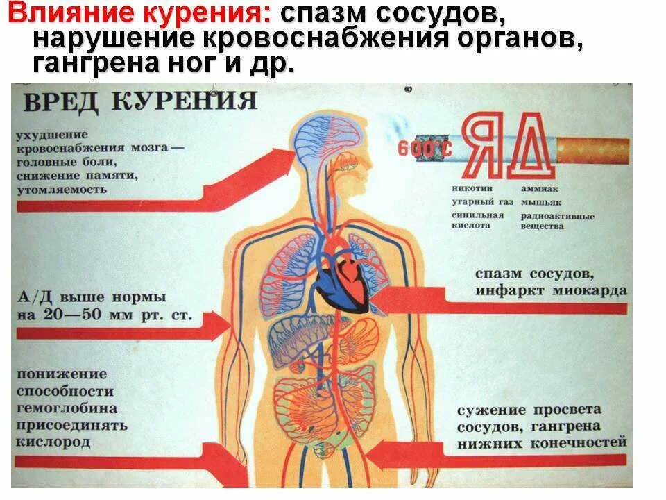 Правда ли сигареты вредны. Влияние курения на организм. Каким органам вредит курение. Вред курения на организм человека.