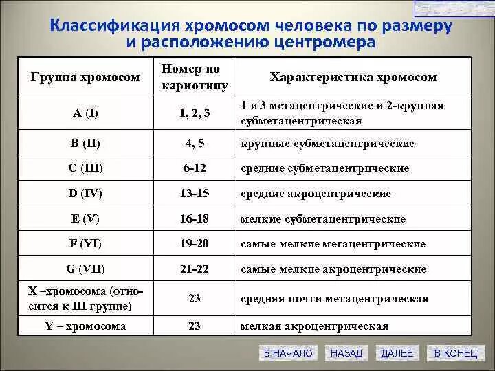 Хромосом группы d. Параметры хромосом человека таблица. Классификация хромосом по расположению центромеры. Классификация хромосом человека. Денверская классификация хромосом человека таблица.