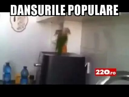 Прыгающий попугай видео