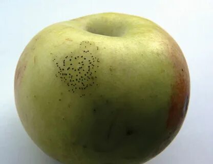 Flying apples