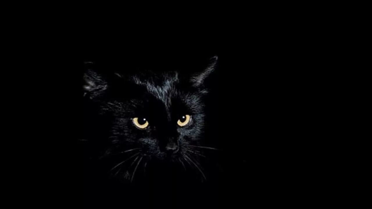 Черные фото с рисунком. Черная кошка. Черные коты. Черные обои. Кошка в темноте.