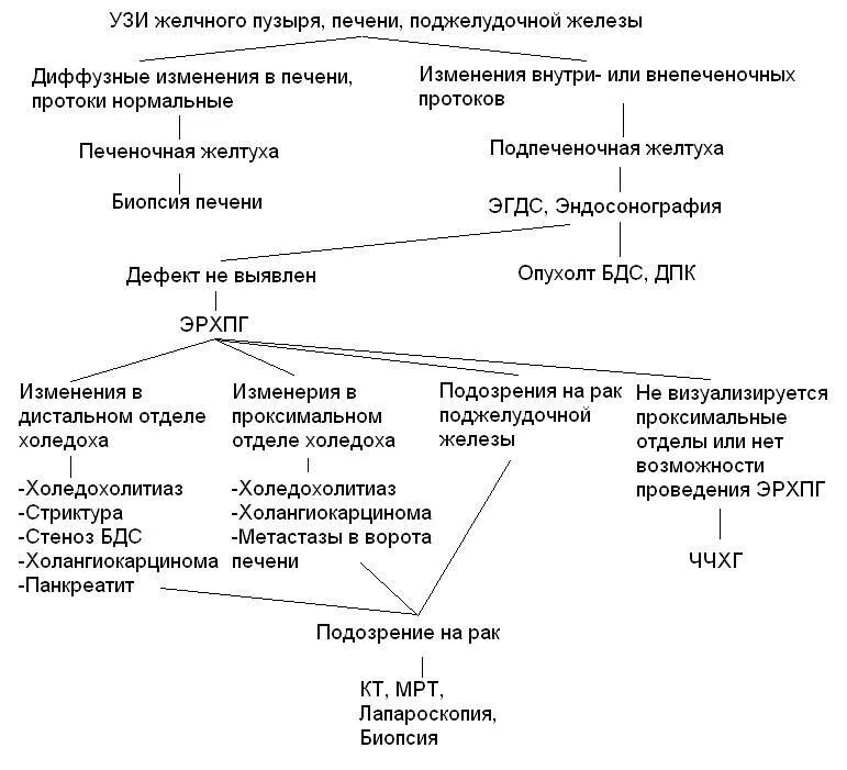 Алгоритм диф диагностики желтух. Синдром желтухи алгоритм диагностики. Алгоритм диагностики печеночная желтуха. Дифференциальная диагностика желтух алгоритм. Диффузная печень и желчный пузырь