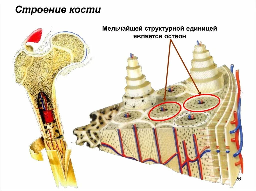 Строение остеона костная ткань. Структура кости Остеон. Структурно-функциональная единица кости Остеон. Строение остеона анатомия. Остеон ткань