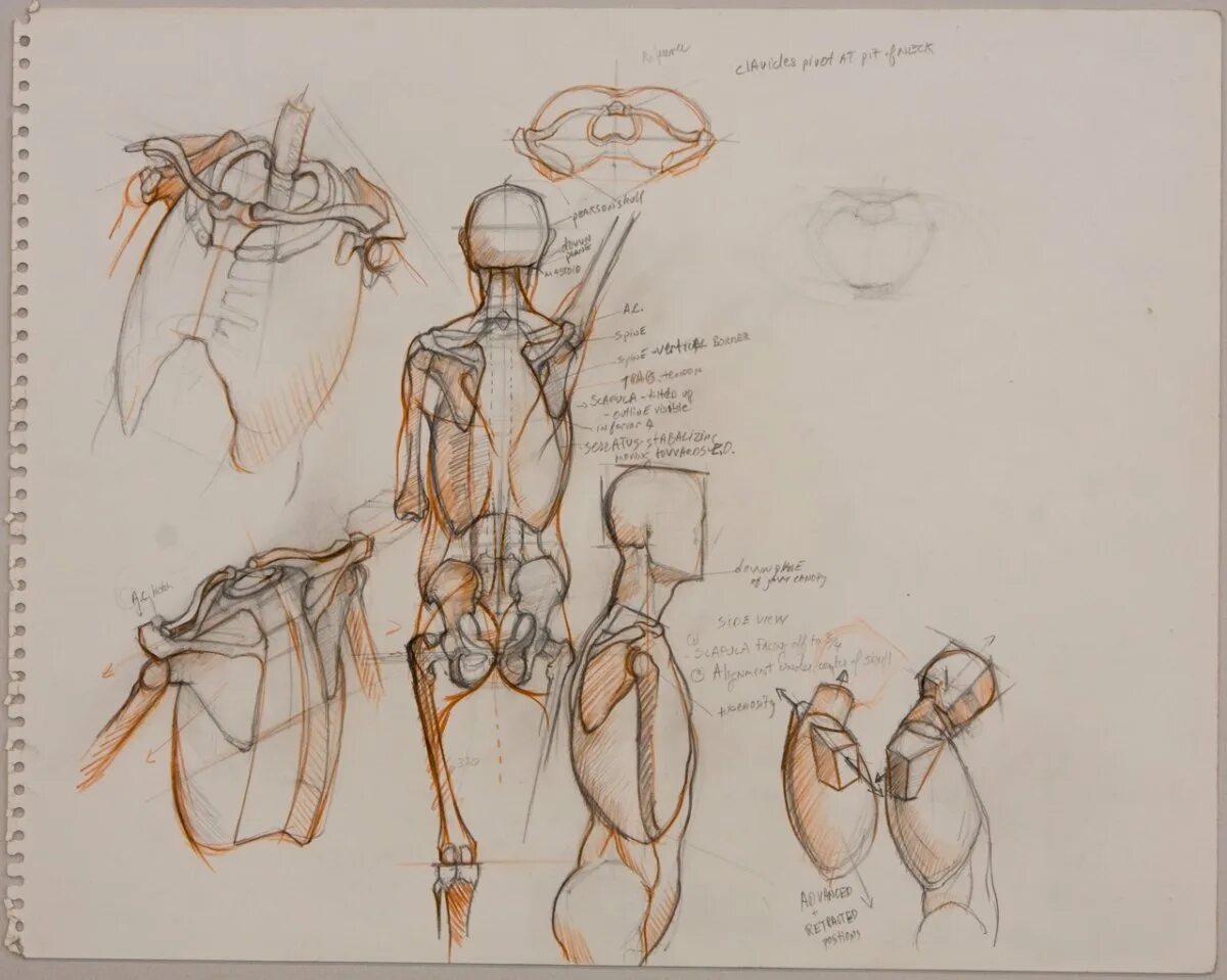 Practical anatomy