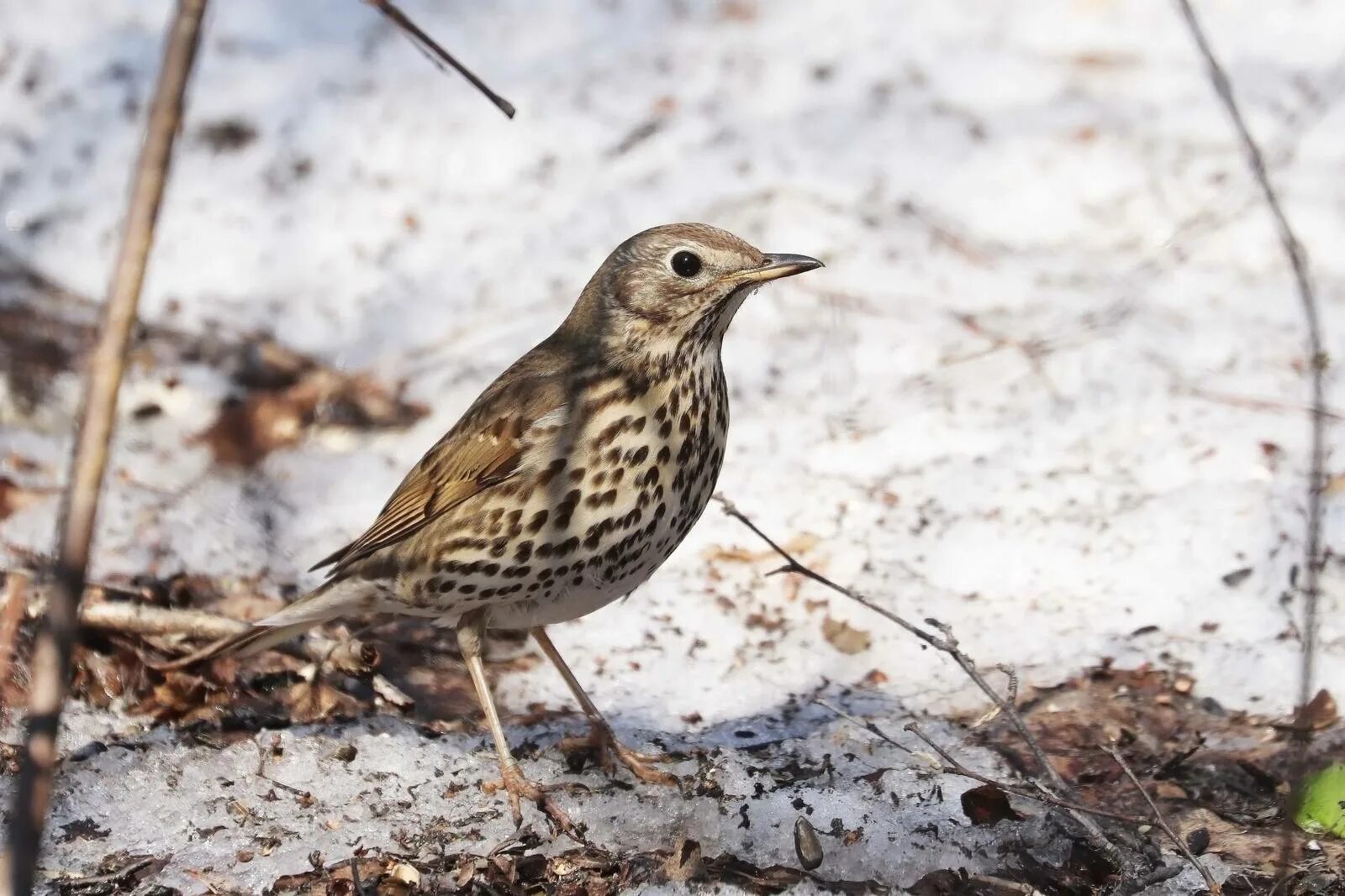 Певчий дрозд (Turdus philomelos). Птицы Сибири.