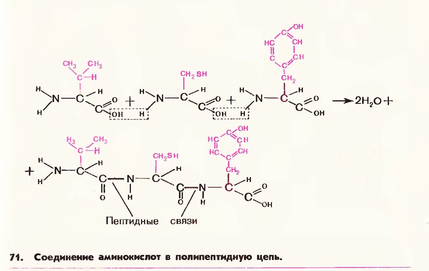 Соединение аминокислот в полипептидную цепь. Соединение аминокислот. Полипептидная связь схема. Соединение аминокислот с помощью пептидной связи.