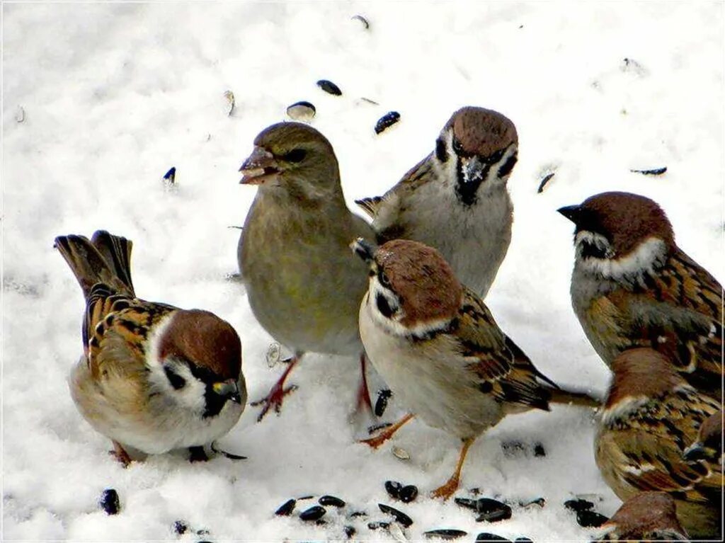 Маленькая группа птиц. Зимние птицы. Воробей зимой. Воробушки зимой. Птицы зимой Воробей.