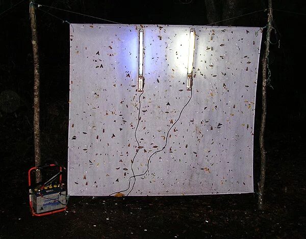 ловить ночных бабочек. ловить ночных бабочек. ловить ночных бабочек. поймать бабочку. как поймать бабочку.