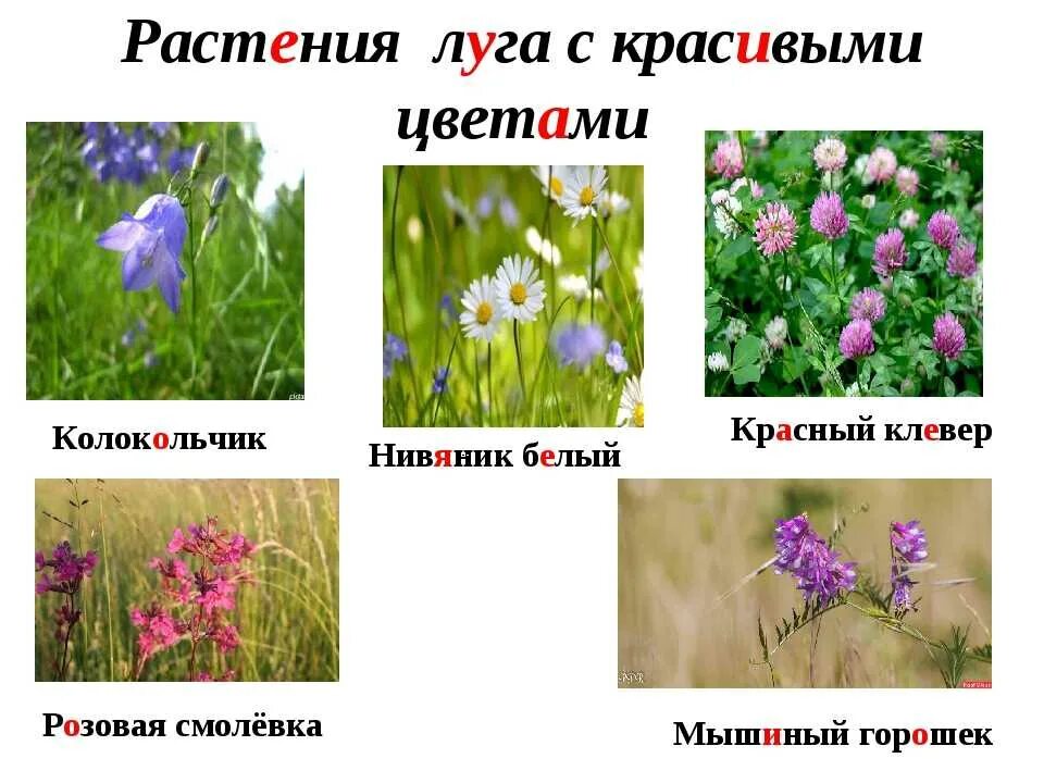Растения луга цветы. Луговые растения названия. названия луговых цветов. растения на лугу названия. растения луга 4 класс.