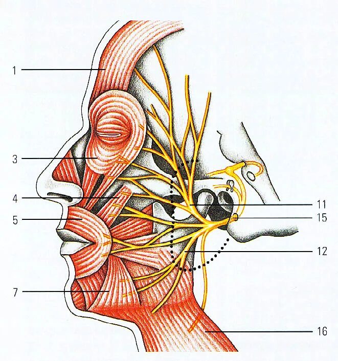 Волокна лицевого нерва. Лицевой нерв анатомия топография. Ветви nervus Facialis. Лицевой нерв иннервация. Иннервация nervus Facialis.