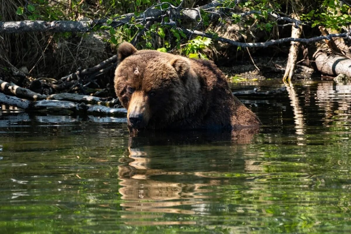 Где живет камчатский медведь. Бурый медведь (Ursus arctos). Кроноцкий заповедник бурый медведь. Камчатский медведь (Ursus arctos). Камчатский бурый медведь.