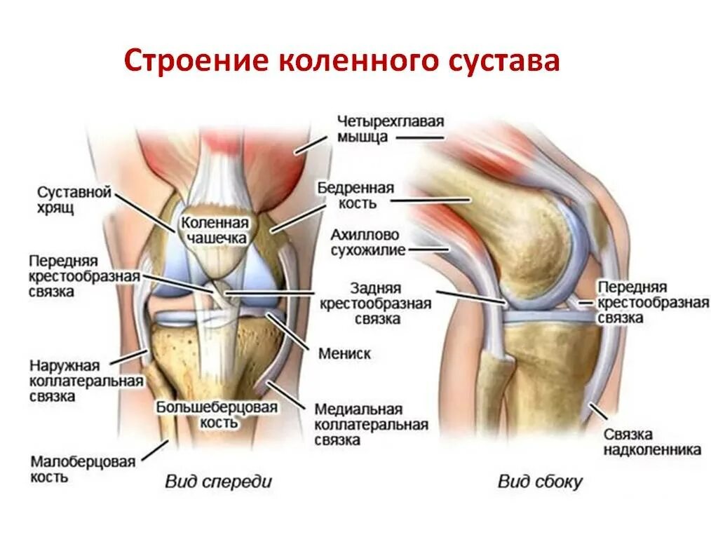 Болит колено у мужчины причины лечение. Строение колена связки. Связочный аппарат коленного сустава анатомия. Строение коленного сустава и связок. Связки коленного сустава анатомия.