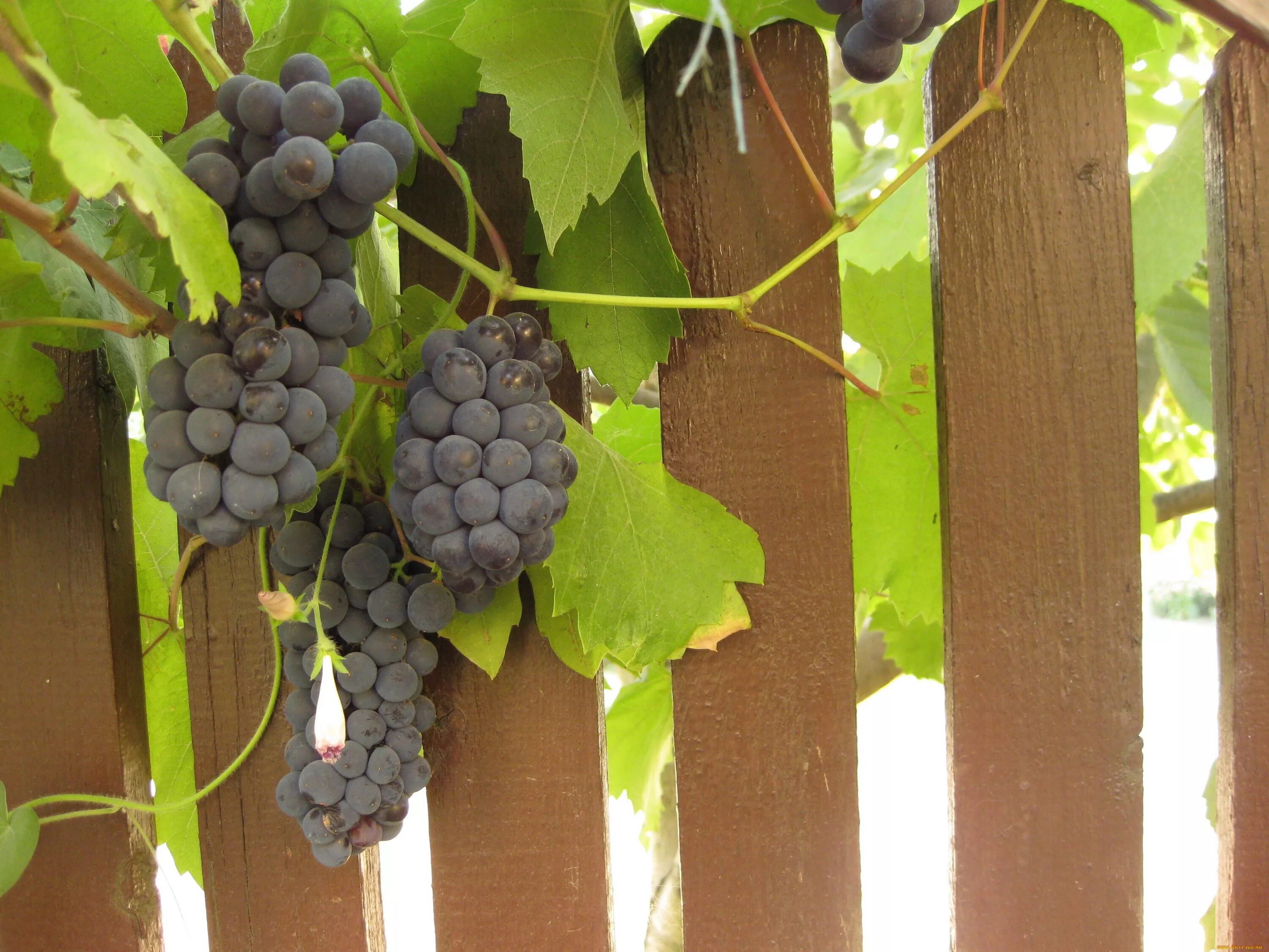 Виноград плетистые сорта. Виноград на заборе. Гроздь винограда. Виноград плетущийся.