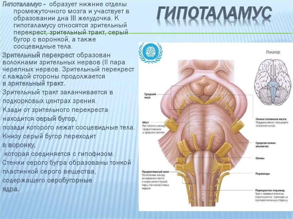 Промежуточный вариант между. Зрительный перекрест промежуточного мозга. средний мозг. промежуточный мозг. третий желудочек.. остаток полости промежуточного мозга. пограничная пластинка промежуточного мозга.