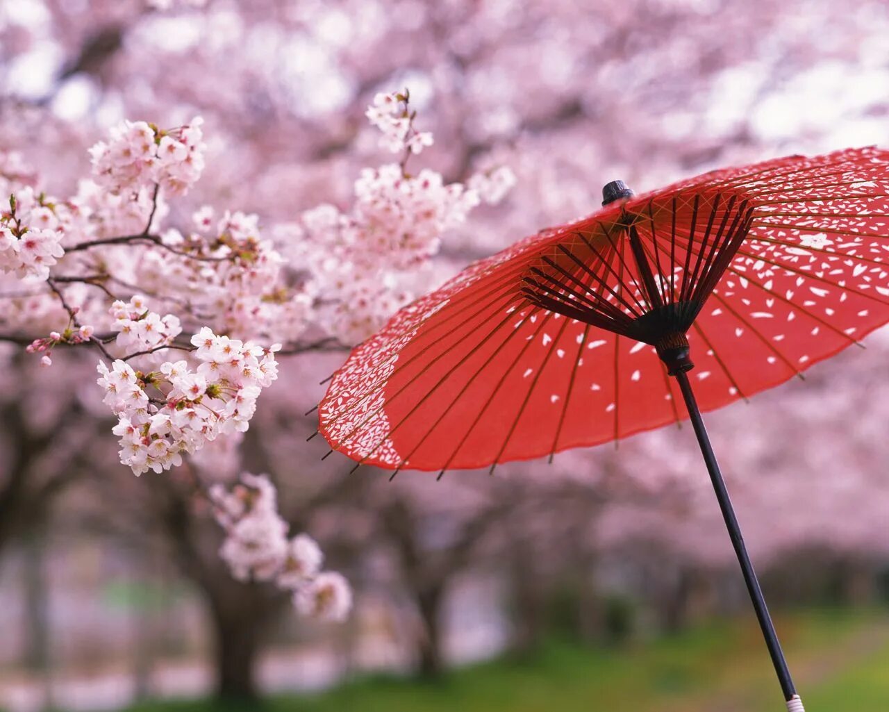 Japanese blossom. Цветущая Сакура. Япония Сакура. Сакура символ Японии.