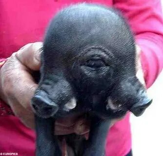 Pig eyed